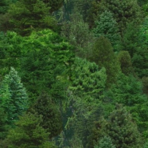 Forrest - Green
