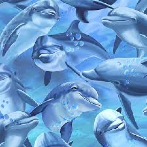 Dolphins