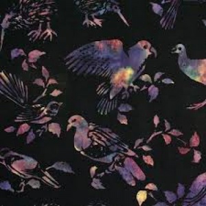 NZ Birds