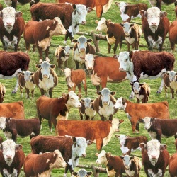 Hereford Cows